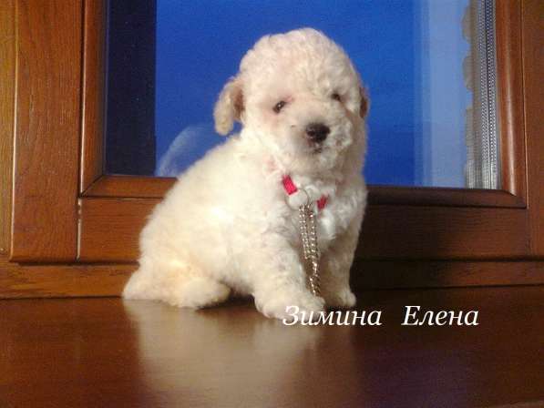 Мальчик карликового пуделя