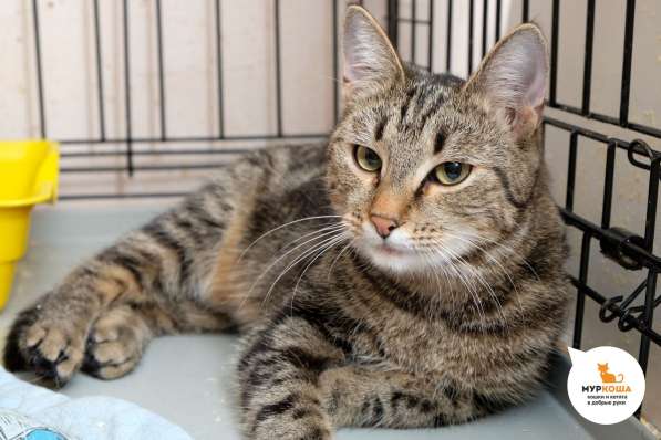 Кошечка Шенди