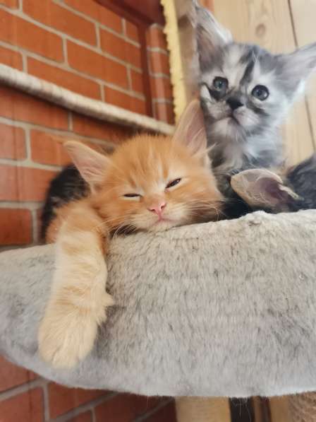 Main Coon kittens (котята Мейн Кун) в Оренбурге фото 6