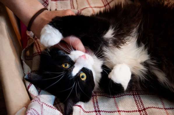 Роскошный нежный молодой котик в Санкт-Петербурге фото 10