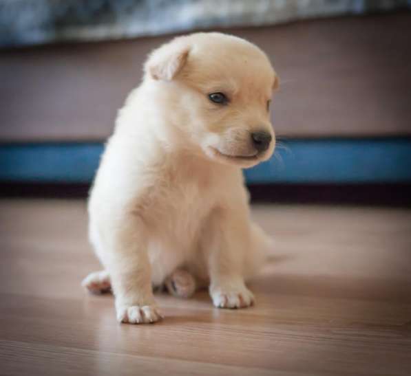 Брюс - белый маленький щенок везунчик в добрые руки