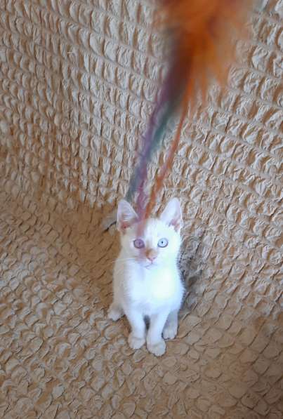 Котёнок тайской (сиамской) породы, девочка, 3 месяца