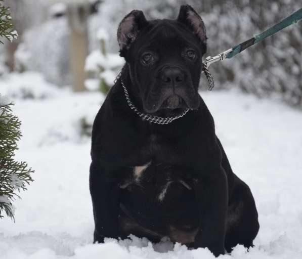 Cane Corso puppy в фото 10