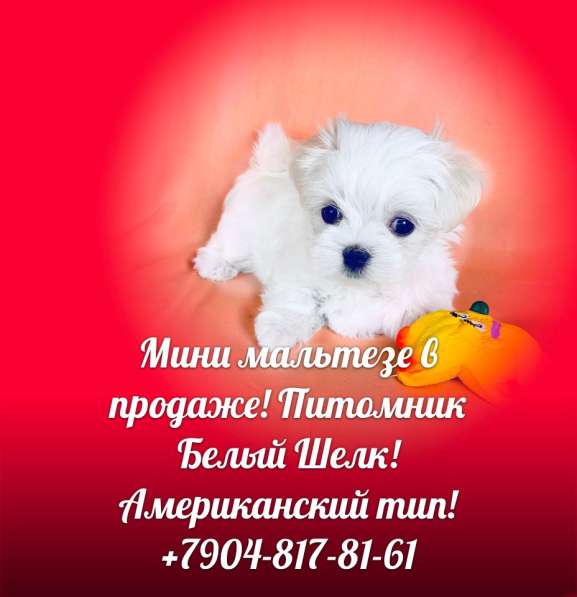 Щенки мальтезе. Мальтийская болонка в Екатеринбурге фото 8