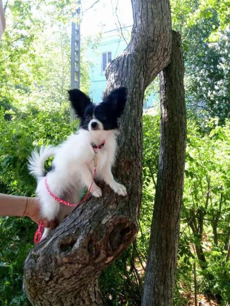 Продается щенок папийона в Краснотурьинске фото 28