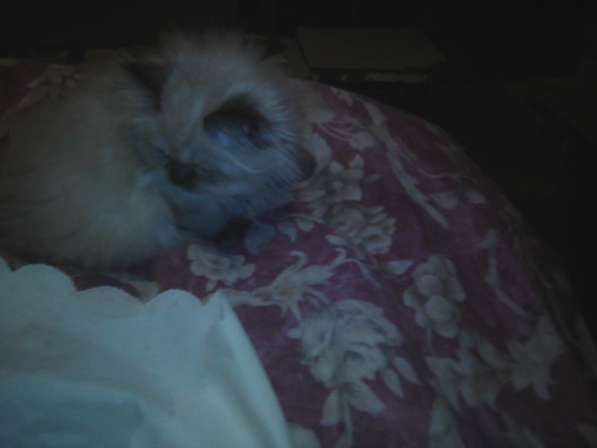 Персидские котятки в Москве фото 13