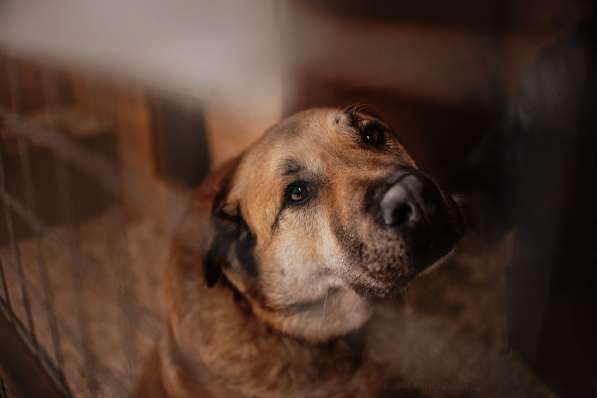 Кохинор ищет семью в Москве фото 10