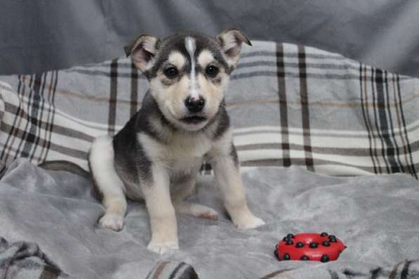 Черный щенок со звездочкой на груди в Санкт-Петербурге фото 28