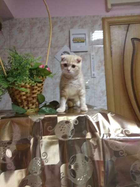 Шотландцы в Кисловодске в Кисловодске