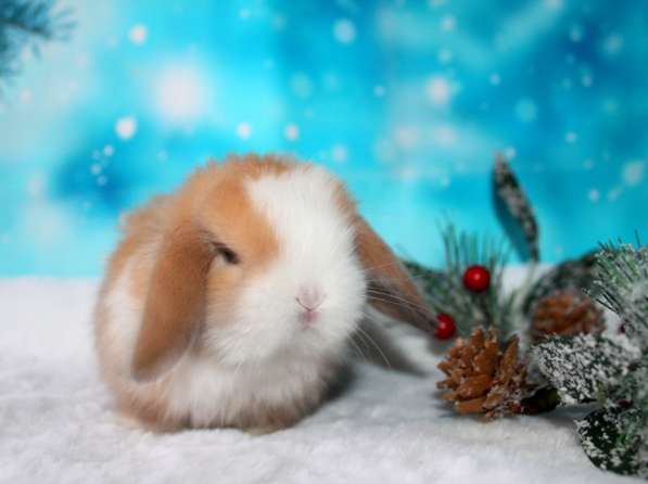 Продажа вислоухих мини-крольчат на новый год в Москве фото 7