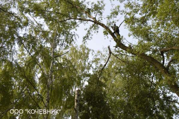удаление опасных аварийных деревьев - кронирование - санитар в Москве