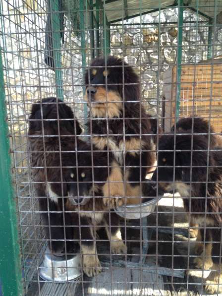 Продаю щенков Тибетского мастифа в Воронеже фото 16