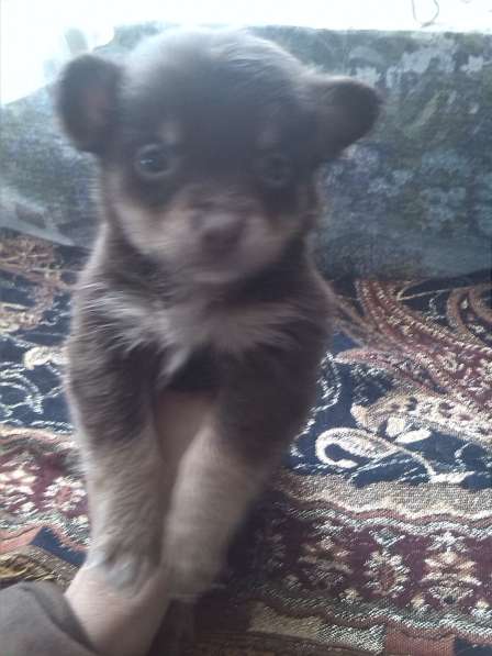 Маленькая собака в Нижнем Новгороде фото 3