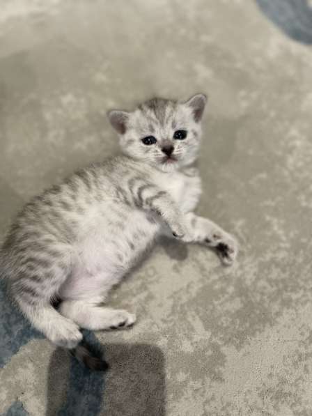 Котята Тигровые Британки в Долгопрудном фото 4