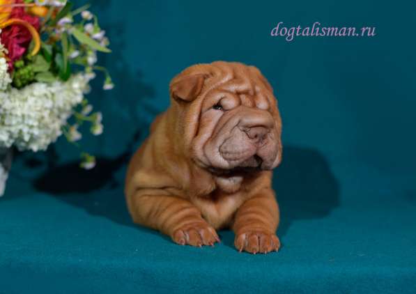 Щенки Шарпея в Санкт-Петербурге фото 3