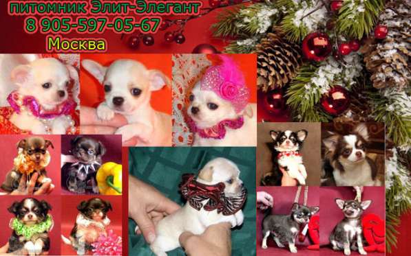 Щенки чихуахуа. Прекрасный выбор мини щенков в Москве фото 4