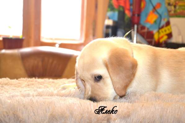 Щенки лабрадора из питомника в Белгороде фото 24