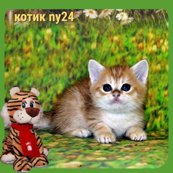 Золотой мальчик ny11 в Москве фото 9