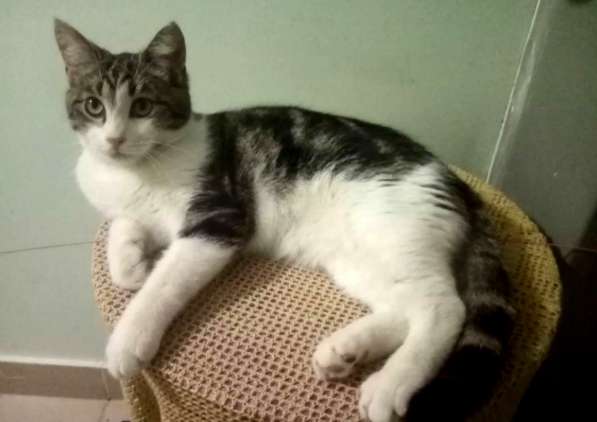 Котенок в добрые руки. Тошка-добрая душа в Москве фото 27
