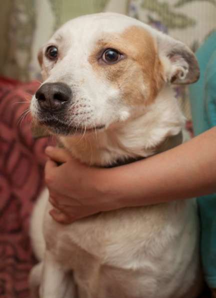 Собаке очень нужен дом в Нижнем Новгороде фото 16
