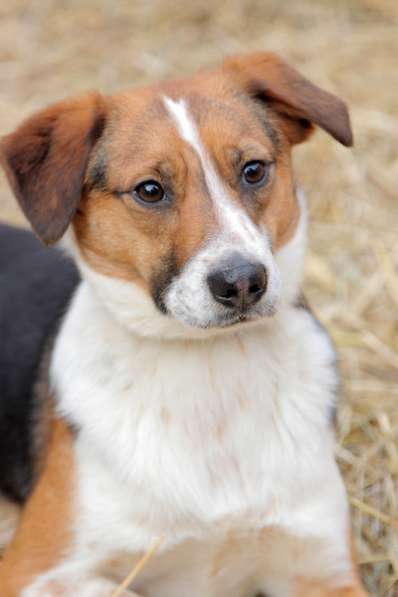 Коротколапик Мисти в дар в Москве фото 4