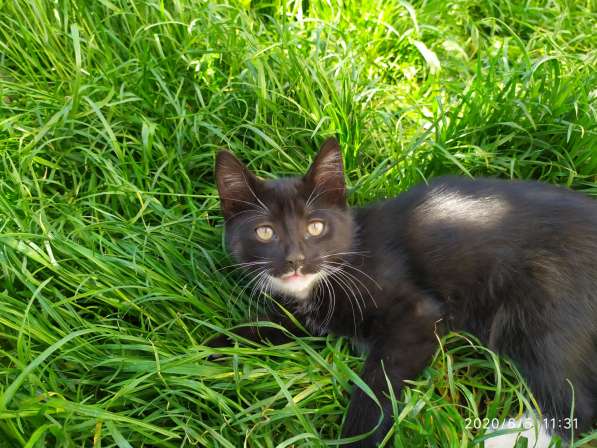 Отдам котят в хорошие руки в фото 5