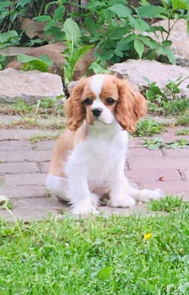 Puppy Cavalier King Charles Spaniel в фото 4