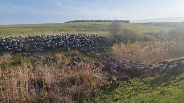 Племенные чистопородные романовские овцы