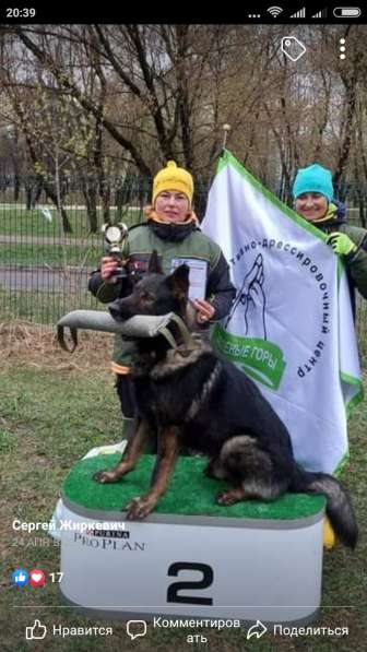Продаются щенки немецкой овчарки в Подольске фото 3
