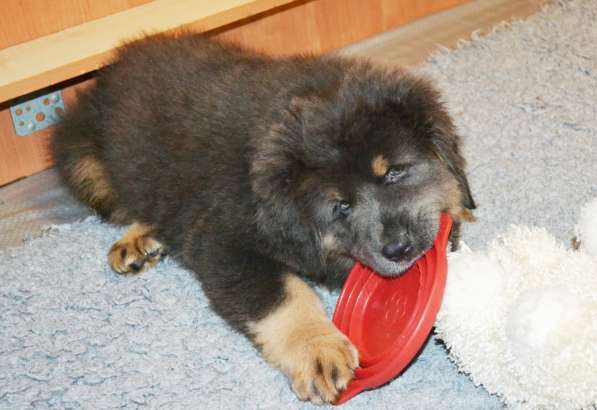 Тибетский мастиф - лучший страж на территории в Москве фото 61
