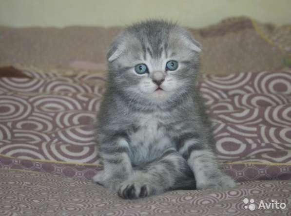 Кот на вязку -1500 котята от 2000 в Шуе фото 4