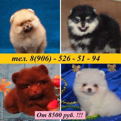 Щеночки Шпица милейшие малыши в Кинешме