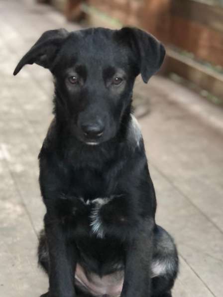 Линси - щенок метис лабрадора в дар в Москве фото 17