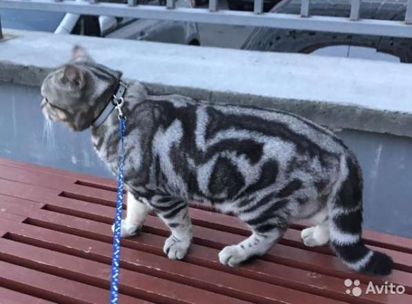 Коты на вязку чистокровные в Иванове