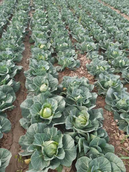 Продам капусту