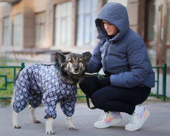 Пёсик в костюмчике ищет дом в Санкт-Петербурге фото 33