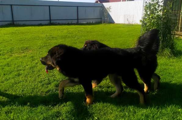 Тибетский мастиф - лучший страж на территории в Москве фото 190