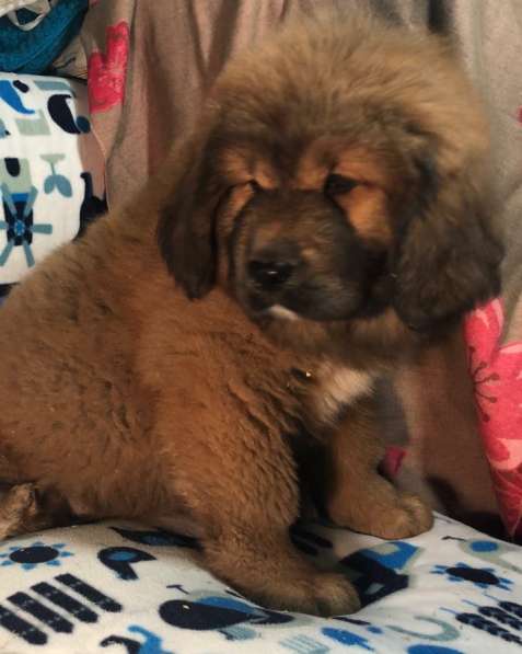 Тибетский мастиф щенки в Твери фото 24