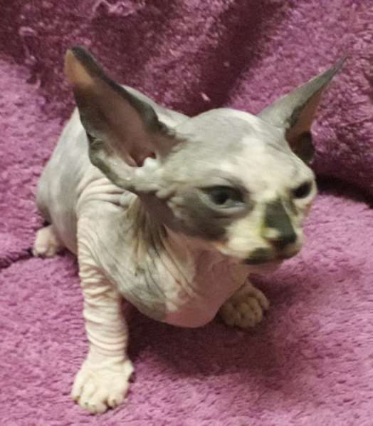 Эльфики котята в Москве фото 7