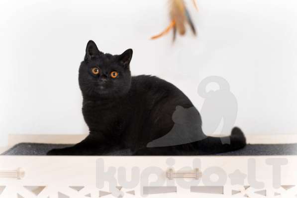 Британские короткошерстные котята в 