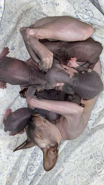 Котята сфинкс в Краснодаре фото 9