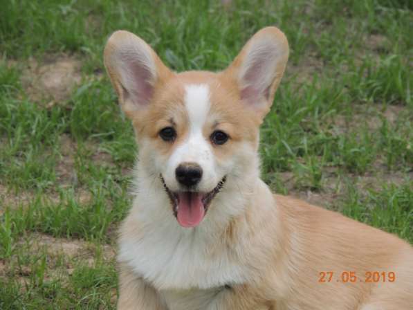Вельш корги пемброк щенков продаю в Москве фото 15