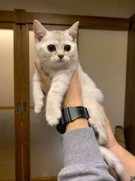Шотландские котята в Зеленограде фото 5