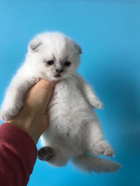 Мальчики колор поинт scottish fold