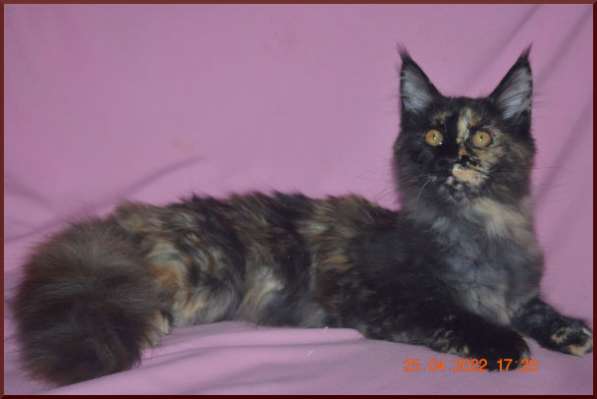 Роскошный черный котик мейн-кун из питомника в Астрахани фото 53