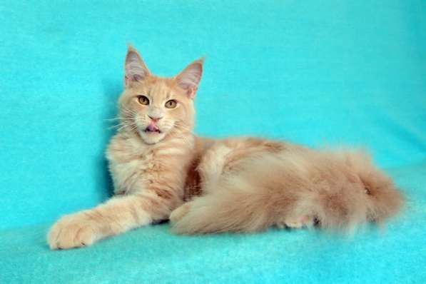 Кошечка мейн-кун из питомнника в Казани фото 48