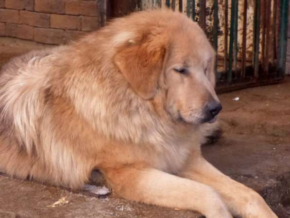 Тибетский мастиф - щенки в Санкт-Петербурге фото 12
