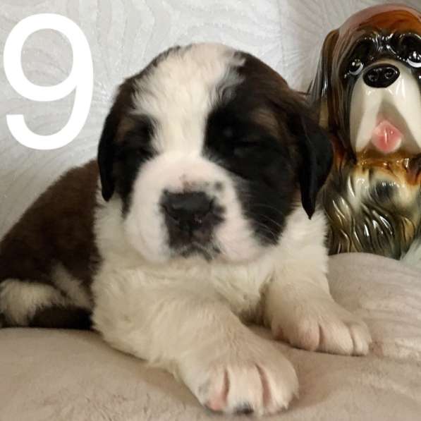 Щенки сенбернара в фото 99