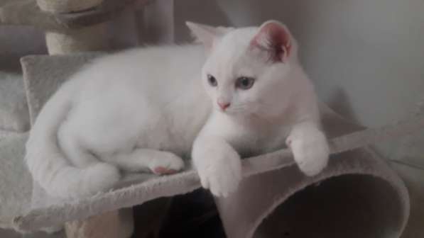 Котёнок белый британец 3,5 месяца в фото 3