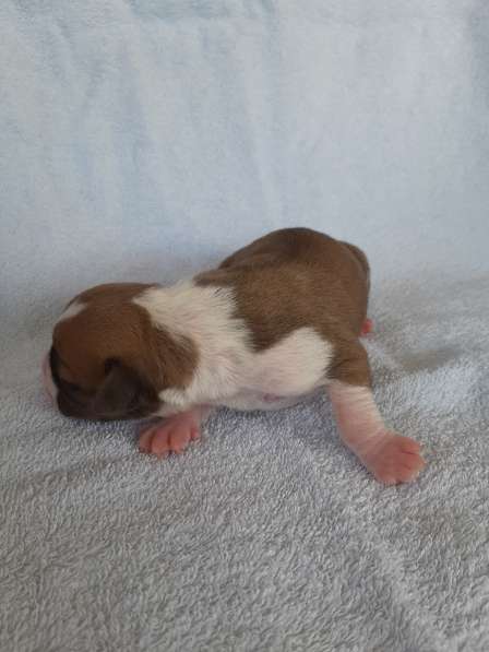 Милые мальчики и девочки Амстаффа резерв ркф в Москве фото 54